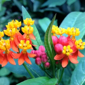 2 Red Milkweed Live Plants, Butterfly Milkweed Plants For Outdoor Growing, Milkweed Flower Plants 4 Inches Height No Pot