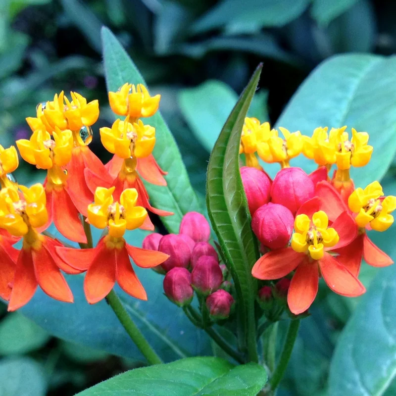 2 Red Milkweed Live Plants, Butterfly Milkweed Plants For Outdoor Growing, Milkweed Flower Plants 4 Inches Height No Pot