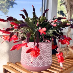 Thanksgiving Cactus, Thanksgiving Cactus Plant Live In 4 Inches Pot, Cactus Plant Live Houseplant