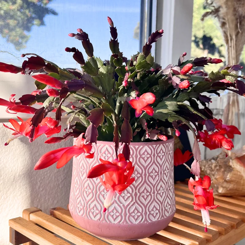 Thanksgiving Cactus, Thanksgiving Cactus Plant Live In 4 Inches Pot, Cactus Plant Live Houseplant