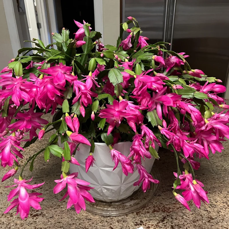 Thanksgiving Cactus, Thanksgiving Cactus Plant Live In 4 Inches Pot, Cactus Plant Live Houseplant