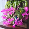Thanksgiving Cactus, Thanksgiving Cactus Plant Live In 4 Inches Pot, Cactus Plant Live Houseplant