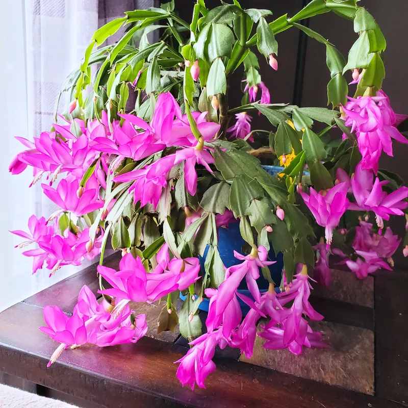 Thanksgiving Cactus, Thanksgiving Cactus Plant Live In 4 Inches Pot, Cactus Plant Live Houseplant