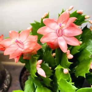 Thanksgiving Cactus, Thanksgiving Cactus Plant Live In 4 Inches Pot, Cactus Plant Live Houseplant