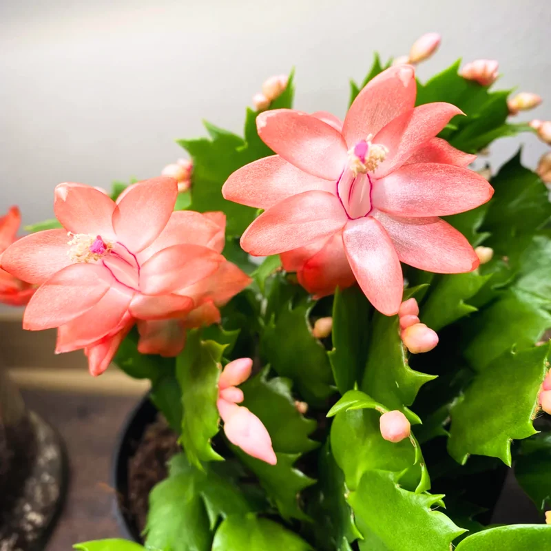 Thanksgiving Cactus, Thanksgiving Cactus Plant Live In 4 Inches Pot, Cactus Plant Live Houseplant
