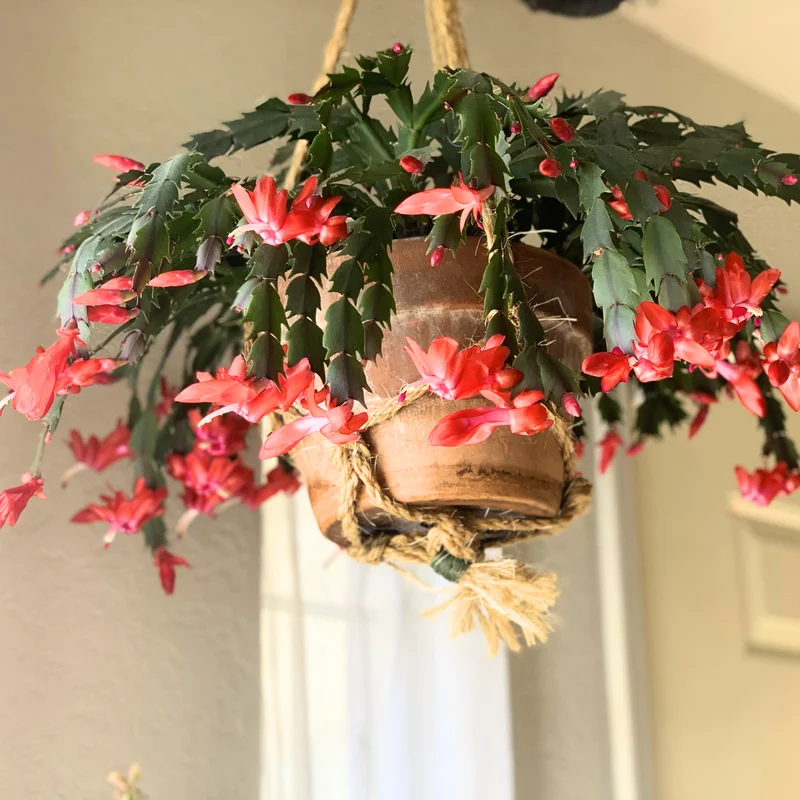 Thanksgiving Cactus, Thanksgiving Cactus Plant Live In 4 Inches Pot, Cactus Plant Live Houseplant