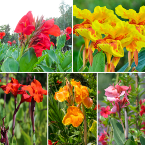 Canna Lily Plants, 3 Mixed Canna Lily Plants For Planting Outdoor, Flower Plants From 4 Inches Height No Pot, Fall Planting