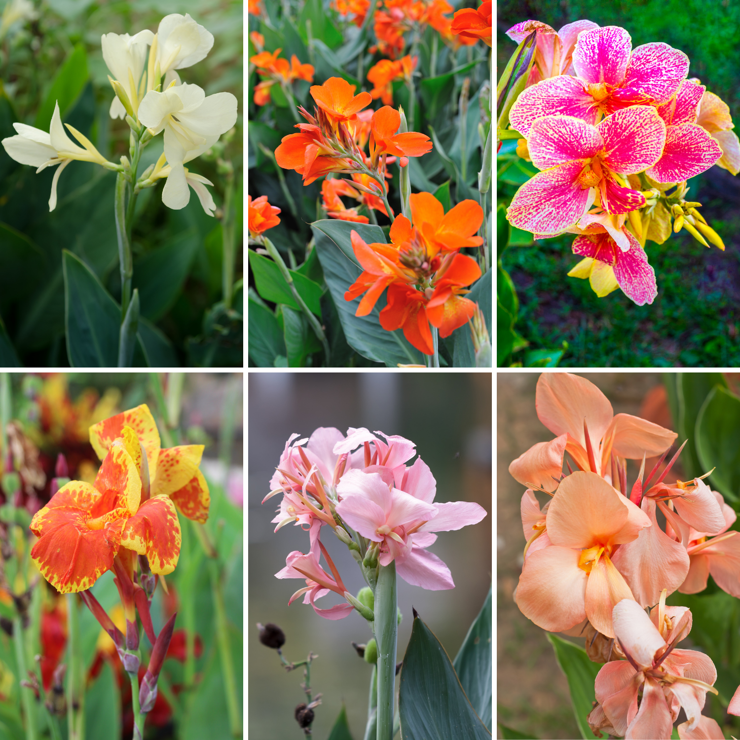 Canna Lily, 3 Dwarf Canna Lily Plants, Multi Color Canna Lily Plants 4 To 7 Inches Tall Bareroots, Flower Plants For Fall Planting Outdoor Garden