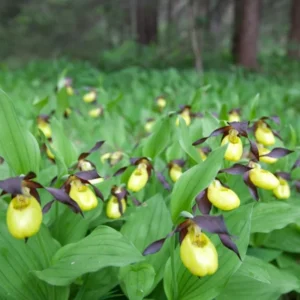 Large Yellow Lady Slipper Orchid Plant Blooming Size Bud Root, Live Yellow Orchid Plants Buds for Planting, Rare Orchids Plant, Lady's Slipper Orchid Live