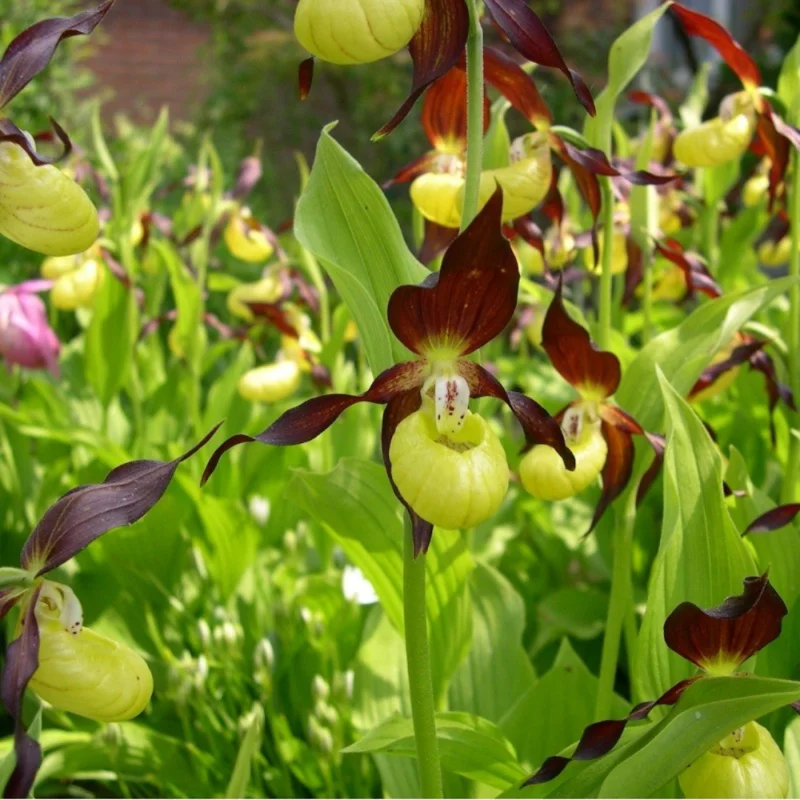 Large Yellow Lady Slipper Orchid Plant Blooming Size Bud Root, Live Yellow Orchid Plants Buds for Planting, Rare Orchids Plant, Lady's Slipper Orchid Live