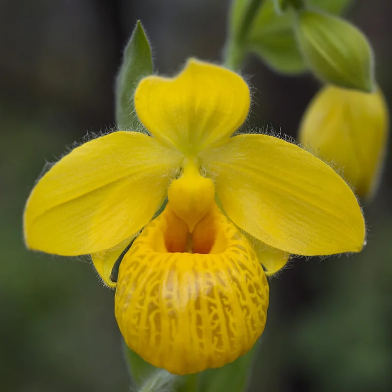 Large Yellow Lady Slipper Orchid Plant Blooming Size Bud Root, Live Yellow Orchid Plants Buds for Planting, Rare Orchids Plant, Lady's Slipper Orchid Live