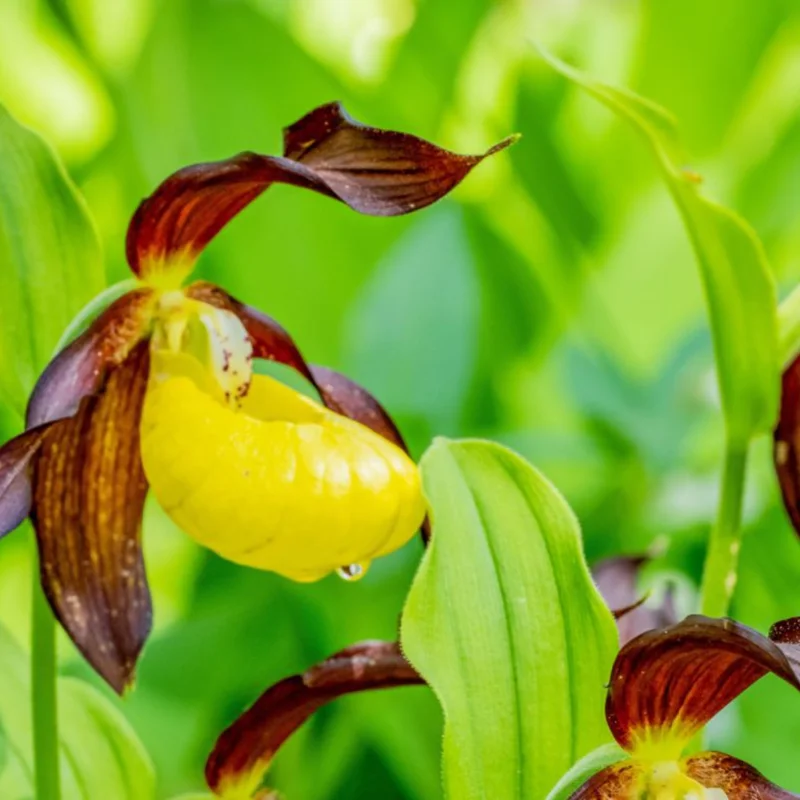 Large Yellow Lady Slipper Orchid Plant Blooming Size Bud Root, Live Yellow Orchid Plants Buds for Planting, Rare Orchids Plant, Lady's Slipper Orchid Live