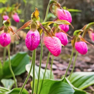 Set 3 Live Pink Lady Slipper Orchid Plant Bud Roots, Live Pink Orchid Plants Buds for Planting, Rare Orchids Plant, Lady's Slipper Orchid Live