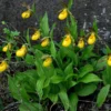 Large Yellow Lady Slipper Orchid Plant Blooming Size Bud Root, Live Yellow Orchid Plants Buds for Planting, Rare Orchids Plant, Lady's Slipper Orchid Live