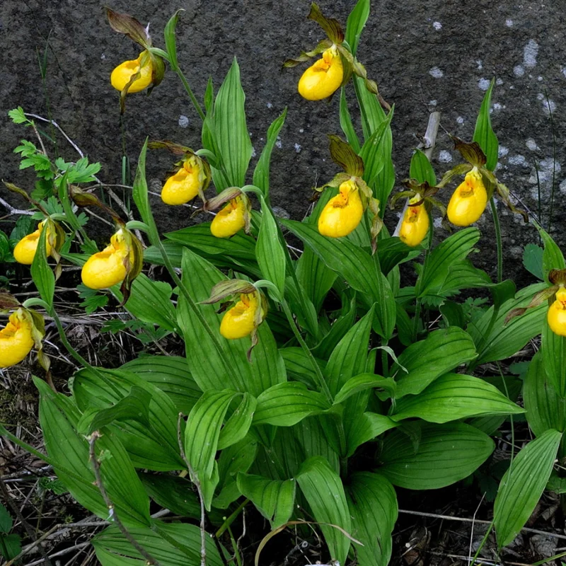 Large Yellow Lady Slipper Orchid Plant Blooming Size Bud Root, Live Yellow Orchid Plants Buds for Planting, Rare Orchids Plant, Lady's Slipper Orchid Live