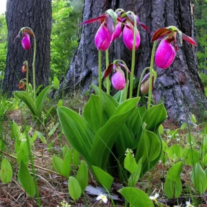 Set 3 Live Pink Lady Slipper Orchid Plant Bud Roots, Live Pink Orchid Plants Buds for Planting, Rare Orchids Plant, Lady's Slipper Orchid Live