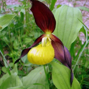 Large Yellow Lady Slipper Orchid Plant Blooming Size Bud Root, Live Yellow Orchid Plants Buds for Planting, Rare Orchids Plant, Lady's Slipper Orchid Live