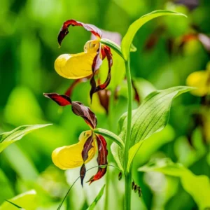 Large Yellow Lady Slipper Orchid Plant Blooming Size Bud Root, Live Yellow Orchid Plants Buds for Planting, Rare Orchids Plant, Lady's Slipper Orchid Live