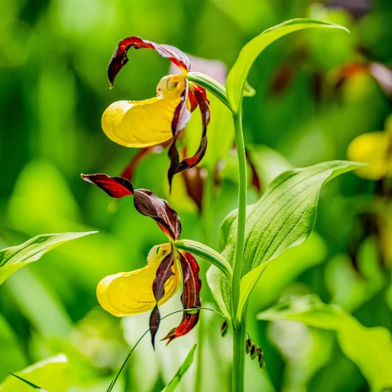 Large Yellow Lady Slipper Orchid Plant Blooming Size Bud Root, Live Yellow Orchid Plants Buds for Planting, Rare Orchids Plant, Lady's Slipper Orchid Live