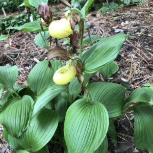 Large Yellow Lady Slipper Orchid Plant Blooming Size Bud Root, Live Yellow Orchid Plants Buds for Planting, Rare Orchids Plant, Lady's Slipper Orchid Live