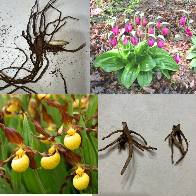 Set 3 Live Pink Lady Slipper Orchid Plant Bud Roots, Live Pink Orchid Plants Buds for Planting, Rare Orchids Plant, Lady's Slipper Orchid Live