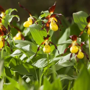 Large Yellow Lady Slipper Orchid Plant Blooming Size Bud Root, Live Yellow Orchid Plants Buds for Planting, Rare Orchids Plant, Lady's Slipper Orchid Live