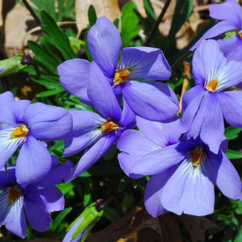 Set 2 Large Violet Plants Live, Blue to Dark Purple Viola Plants Live Roots for Planting, Clumping Perennial Plants