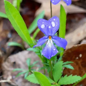 Set 2 Large Violet Plants Live, Blue to Dark Purple Viola Plants Live Roots for Planting, Clumping Perennial Plants