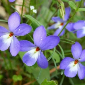 Set 2 Large Violet Plants Live, Blue to Dark Purple Viola Plants Live Roots for Planting, Clumping Perennial Plants