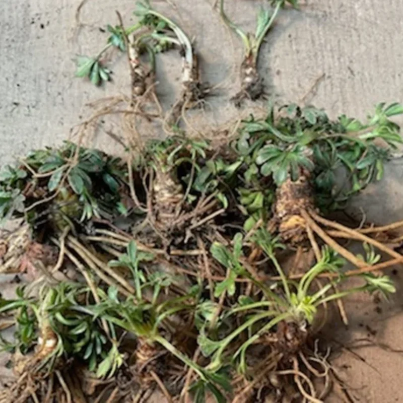 Set 2 Large Violet Plants Live, Blue to Dark Purple Viola Plants Live Roots for Planting, Clumping Perennial Plants