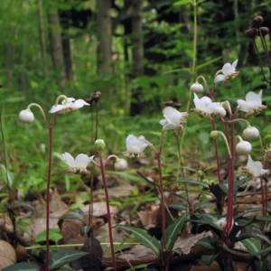 5 Striped Wintergreen Plants Live Bare Root Plants, Ground Cover Plant, Dark Green, Variegated Leaves, White Bloom in Summer