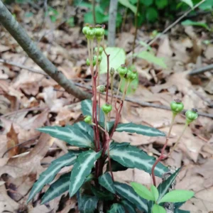 5 Striped Wintergreen Plants Live Bare Root Plants, Ground Cover Plant, Dark Green, Variegated Leaves, White Bloom in Summer