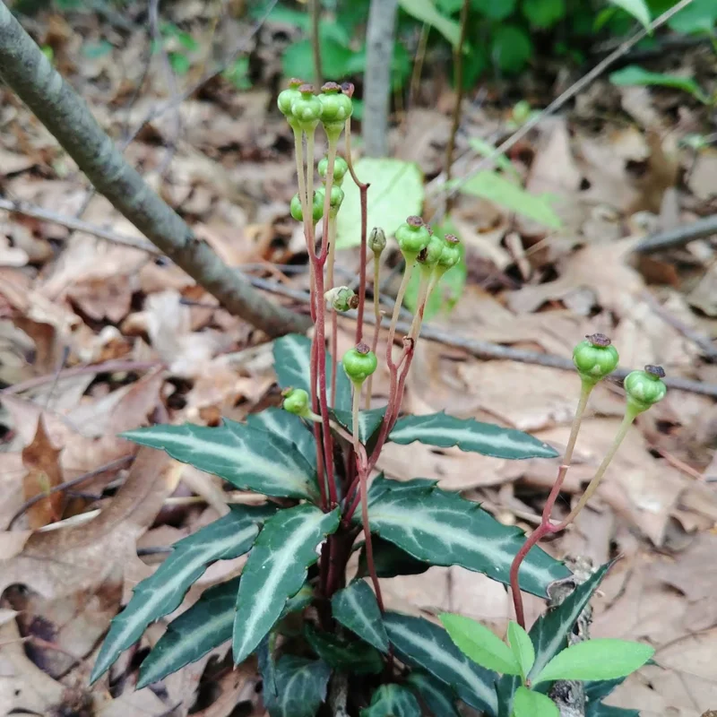 5 Striped Wintergreen Plants Live Bare Root Plants, Ground Cover Plant, Dark Green, Variegated Leaves, White Bloom in Summer