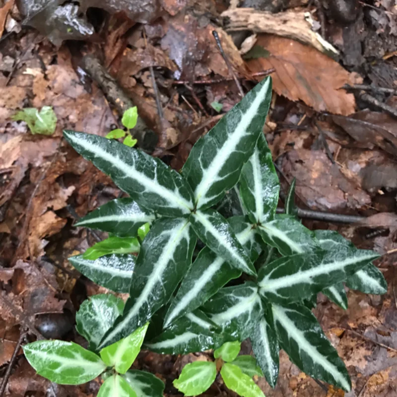 5 Striped Wintergreen Plants Live Bare Root Plants, Ground Cover Plant, Dark Green, Variegated Leaves, White Bloom in Summer