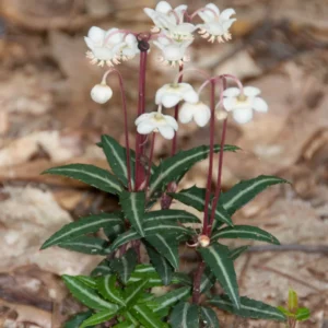 10 Striped Wintergreen Plants Live, Ground Cover Bare Root Plants, Dark Green, Variegated Leaves, White Bloom in Summer