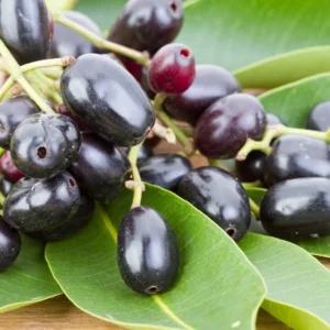 Black Plum Tree Live Plant, Java Plum Tree, Syzygium Malabar Plum Plant, Jamun Duhat Tree, 14 to 22 Inc Tall, No Pot