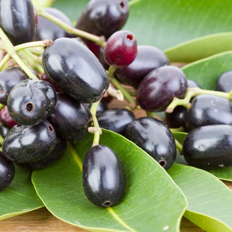Black Plum Tree Live Plant, Java Plum Tree, Syzygium Malabar Plum Plant, Jamun Duhat Tree, 14 to 22 Inc Tall, No Pot