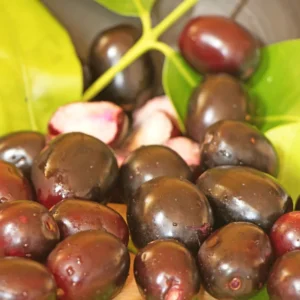 Black Plum Tree Live Plant, Java Plum Tree, Syzygium Malabar Plum Plant, Jamun Duhat Tree, 14 to 22 Inc Tall, No Pot