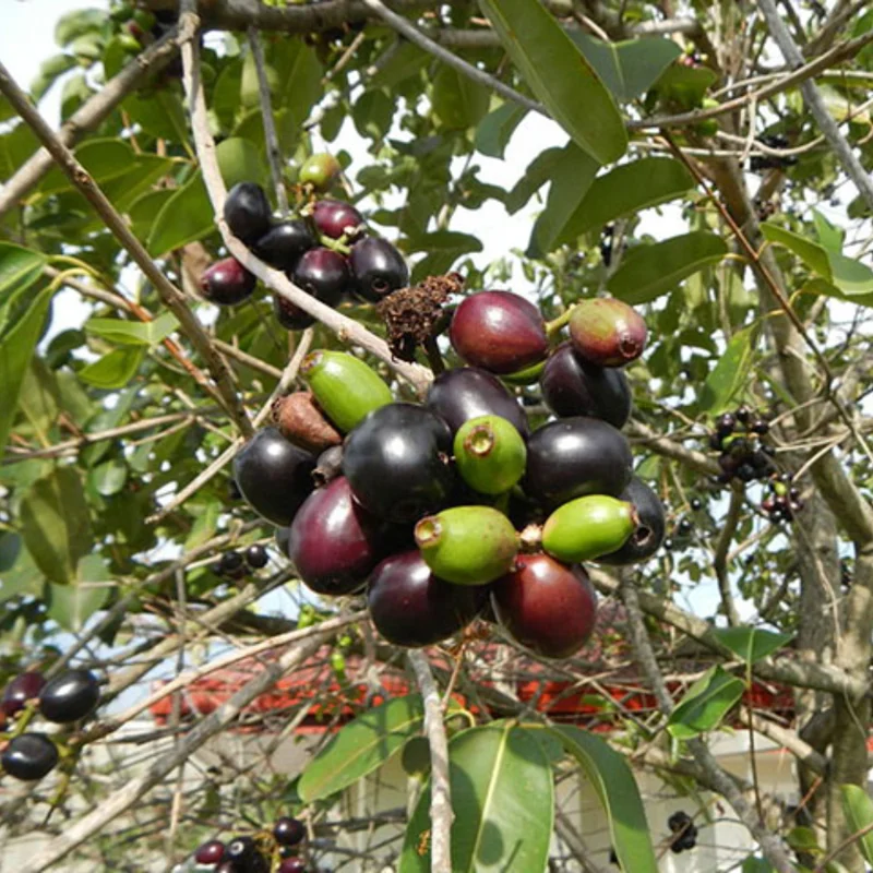 Black Plum Tree Live Plant, Java Plum Tree, Syzygium Malabar Plum Plant, Jamun Duhat Tree, 14 to 22 Inc Tall, No Pot
