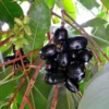 Java Plum Tree, Black Plum Tree Live Plant, Syzygium Malabar Plum Plant, 14 to 22 Inc Tall, No Pot, Jamun Duhat Tree