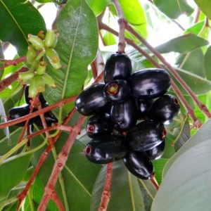 Java Plum Tree, Black Plum Tree Live Plant, Syzygium Malabar Plum Plant, 14 to 22 Inc Tall, No Pot, Jamun Duhat Tree