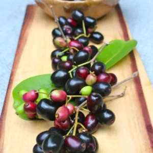 Java Plum Tree, Black Plum Tree Live Plant, Syzygium Malabar Plum Plant, 14 to 22 Inc Tall, No Pot, Jamun Duhat Tree