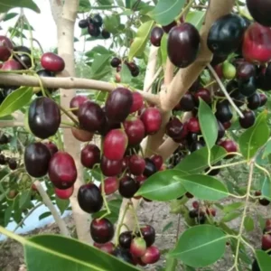 Java Plum Tree, Black Plum Tree Live Plant, Syzygium Malabar Plum Plant, 14 to 22 Inc Tall, No Pot, Jamun Duhat Tree