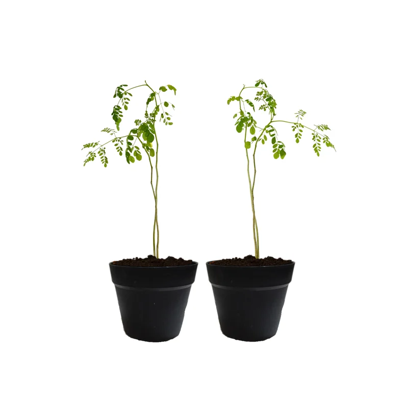 Live Moringa Tree Plant, 6 to 14 Inc in Tall, Malunggay Tree, Moringa Oliefera Plants, Horseradish Drumstick Tree for Planting
