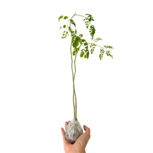Live Moringa Tree Plant, 6 to 14 Inc in Tall, Malunggay Tree, Moringa Oliefera Plants, Horseradish Drumstick Tree for Planting