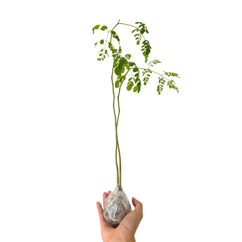 Live Moringa Tree Plant, 6 to 14 Inc in Tall, Malunggay Tree, Moringa Oliefera Plants, Horseradish Drumstick Tree for Planting