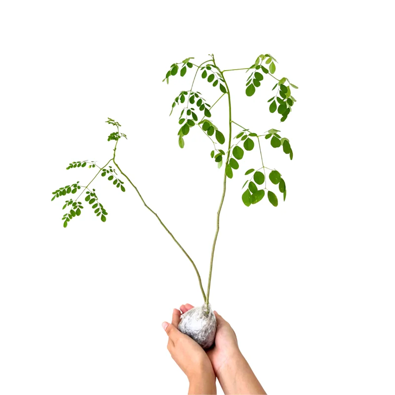 2 Live Moringa Tree Plant, Moringa Oliefera Plants, Horseradish Drumstick Tree for Planting, 6 to 14 Inc in Tall, Malunggay Tree