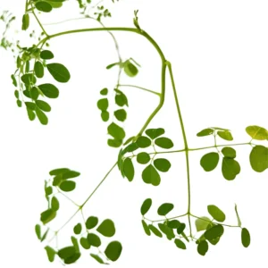 2 Live Moringa Tree Plant, Moringa Oliefera Plants, Horseradish Drumstick Tree for Planting, 6 to 14 Inc in Tall, Malunggay Tree