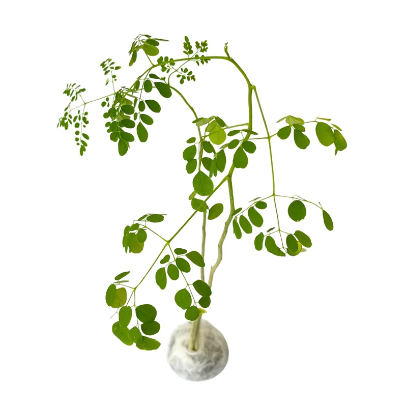 3 Moringa Tree Live Plant, 6 to 14 Inc in Tall, Malunggay Tree, Moringa Oliefera Plants, Horseradish Drumstick Tree for Planting