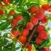 Lady Peach Tree Live Plant, 8 to 14 Inc in Height, Sweet Peach Tree for Planting, Live Peach Tree